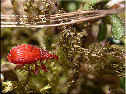 Apion frumentarium = A. miniatum