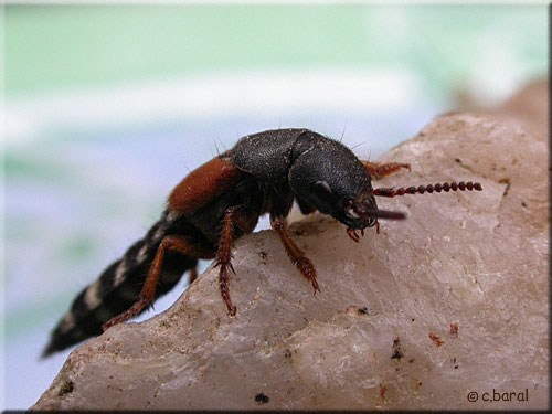 Le Staphylin stercoraire, Platydracus stercorarius Le Staphylin stercoraire, Platydracus stercorarius