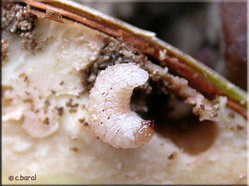 Larve de Curculio elephas, Balanin éléphant ou Balanin des châtaignes Larve de Curculio elephas, Balanin éléphant ou Balanin des châtaignes