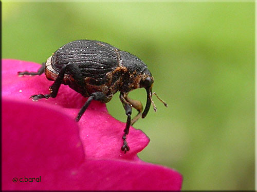 Mononychus punctumalbum Mononychus punctumalbum