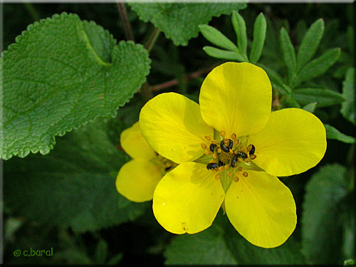 Le jaune attire les Méligèthes Méligèthe, Meligethes sp
