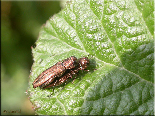 Agrilus sp (Bupreste)