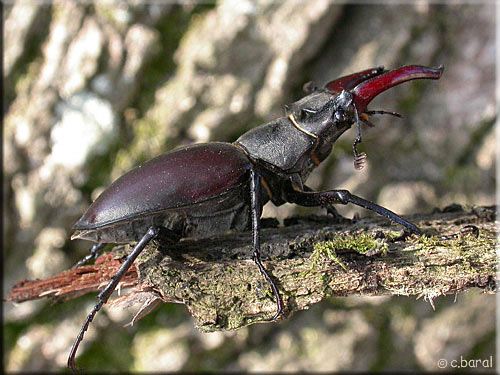 Lucanus cervus, Lucane cerf-volant mâle Lucanus cervus, Lucane cerf-volant mâle