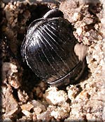 Copris lunaris