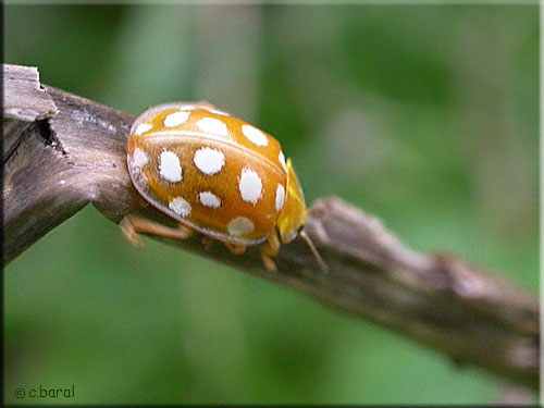 Coccinelle orange à 16 points, Halyzia sedecimguttata
