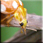 Tête de la Coccinelle Halyzia sedecimguttata
