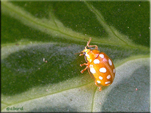 Halyzia sedecimguttata, Coccinelle à 16 points