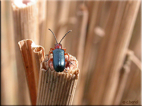 Oulema melanopus, Criocère des céréales