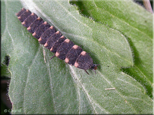 Larve de Ver Luisant, Lampyris noctiluca Ver luisant, Lampyris noctiluca