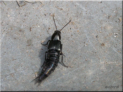 Philonthus splendens