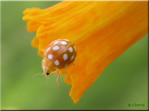 Halyzia sedecimguttata, Coccinelle orange