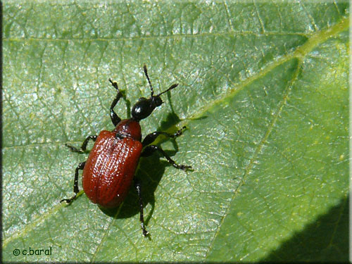 Apoderus coryli, Apodère du noisetier Apoderus coryli, Apodère du noisetier