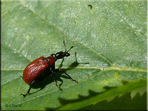 Apodère du noisetier, Apoderus coryli Apodère du noisetier, Apoderus coryli