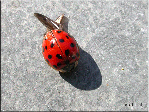 Harmonia axyridis, la Coccinelle asiatique Harmonia axyridis, Coccinelle asiatique