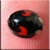 Harmonia axyridis forme conspicua, Coccinelle asiatique