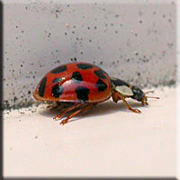 Harmonia axyridis, Coccinelle asiatique