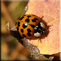 Harmonia axyridis, Coccinelle asiatique