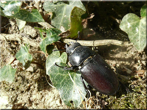 Lucanus cervus, Lucane cerf-volant femelle Lucanus cervus, Lucane cerf-volant femelle