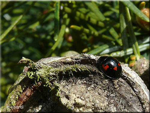 Brumus quadripustulatus, Coccinelle à virgules