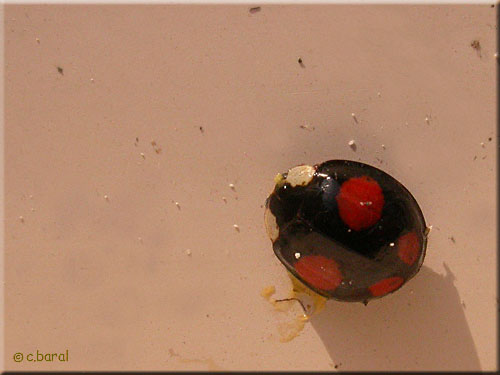 Harmonia axyridis forme spectabilis Harmonia axyridis forme spectabilis, Coccinelle asiatique