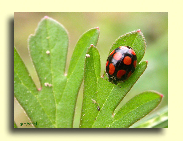 Adalia decempunctata, Coccinelle  10 points