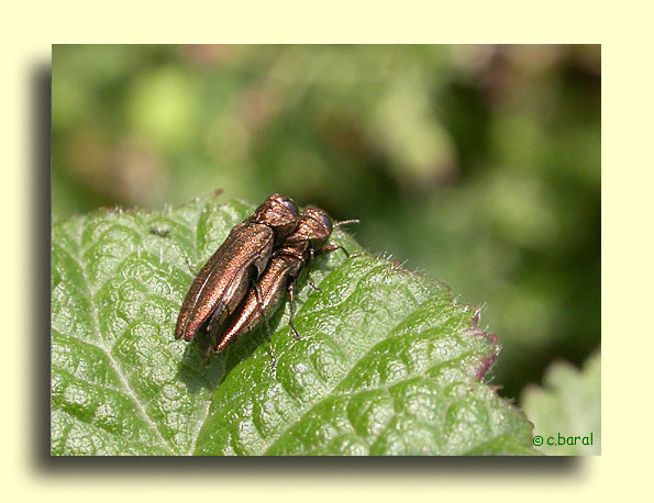 Agrilus
