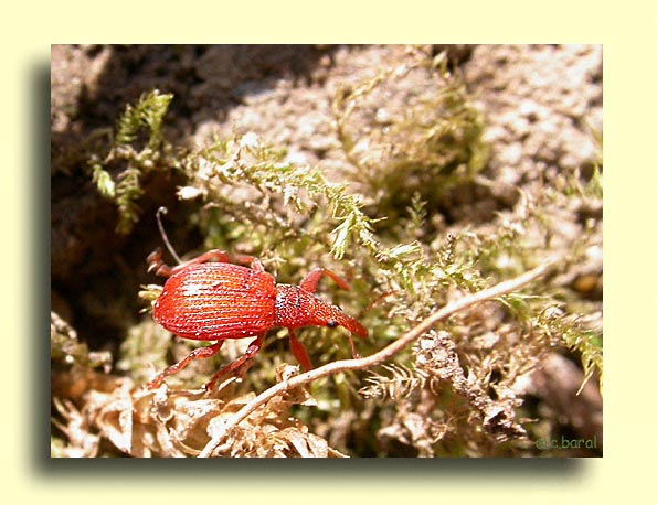 Apion frumentarium - Syn. Apion miniatum