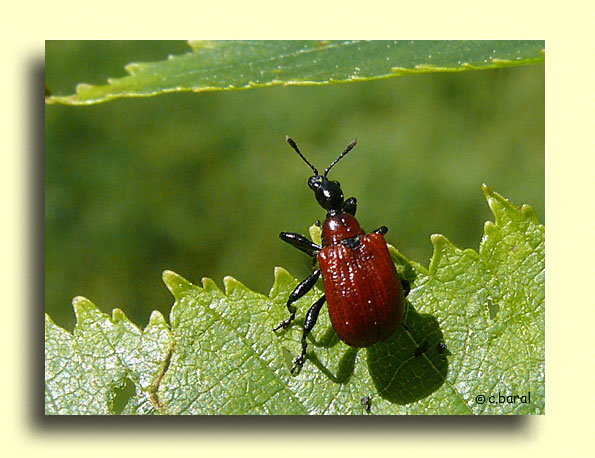 Apoderus coryli, Apodère du noisetier