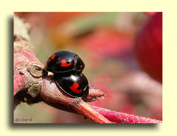 Brumus (Exochomus) quadripustulatus, Coccinelle à virgules