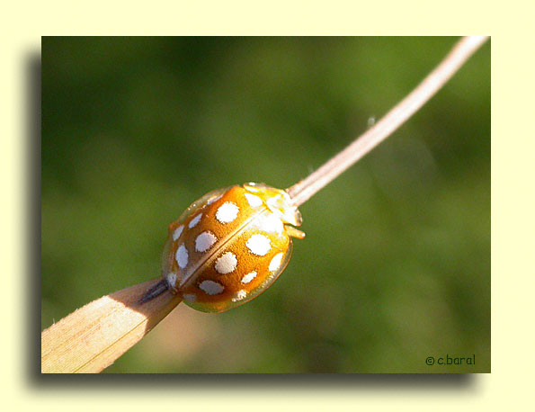 Halyzia sedecimguttata, Coccinelle à 16 macules