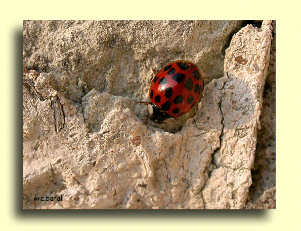 Harmonia axyridis, Coccinelle asiatique