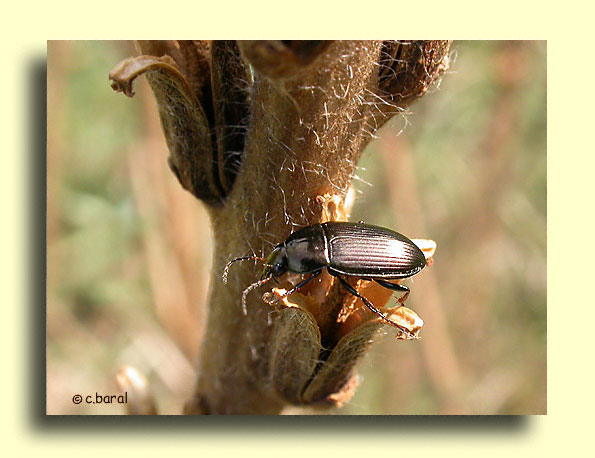 Harpalus, Harpale