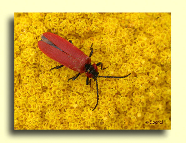 Lygistopterus sanguineus, Lycie sanguine
