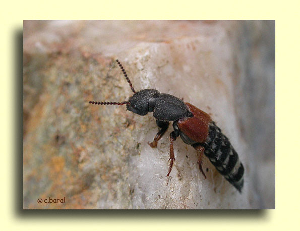 Platydracus stercorarius, le Staphylin stercoraire