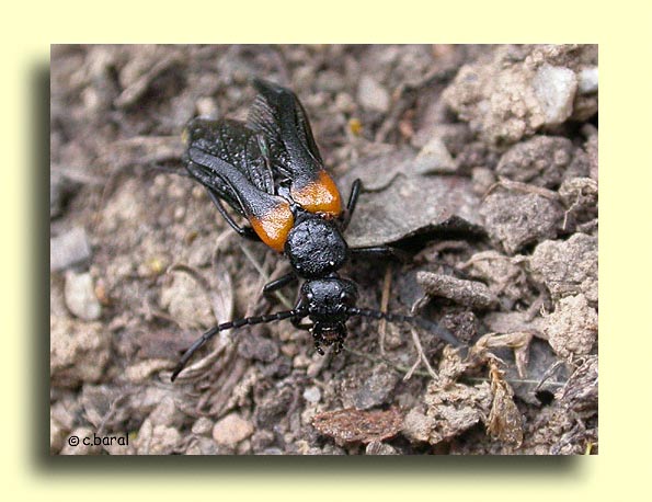 Sitaris muralis