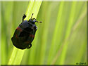 Hister à 4 taches, Hister quadrimaculatus