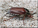 Hanneton commun, Melolontha melolontha