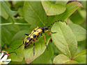 Strangalie tachetée, Rutpela maculata