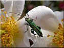 Oedémère noble, Oedemera nobilis