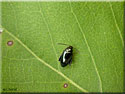 Altise du Colza, Psylliodes chrysocephala
