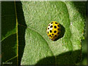 Coccinelle  22 points, Thea vigintiduopunctata