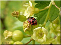 Coccinelle rose, Oenopia conglobata