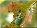 Charançon, Polydrusus prasinus