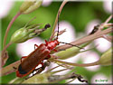 Téléphore fauve, Rhagonycha fulva
