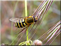 Syrphe ribesii, Syrphus du groseillier