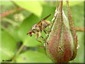 Scathophage du fumier, Scathophaga stercoraria
