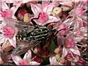 Mouche à damierSarcophaga carnaria