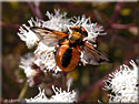 Ectophasia crassipennis