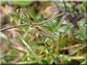 Dicranomyia sp