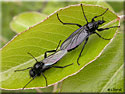 Mouche de St Marc, Bibio marci